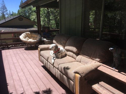 Lucky on the deck